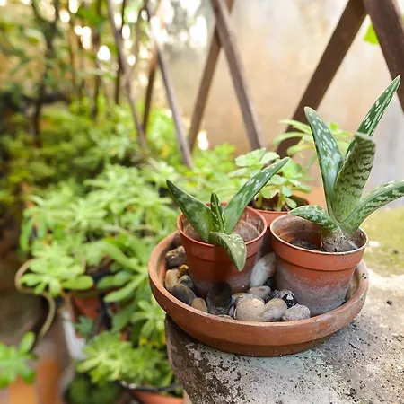 Malva Апартаменты *